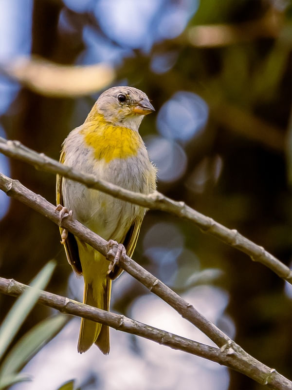 AVES DE GUAPIMIRIM 06