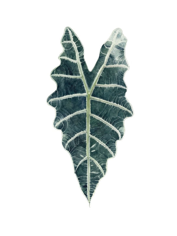 FOLHA ALOCASIA AQUARELA