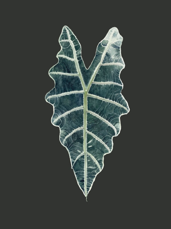 FOLHA ALOCASIA AQUARELA FUNDO VERDE
