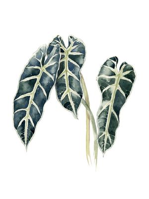 FOLHAS ALOCASIA AQUARELA