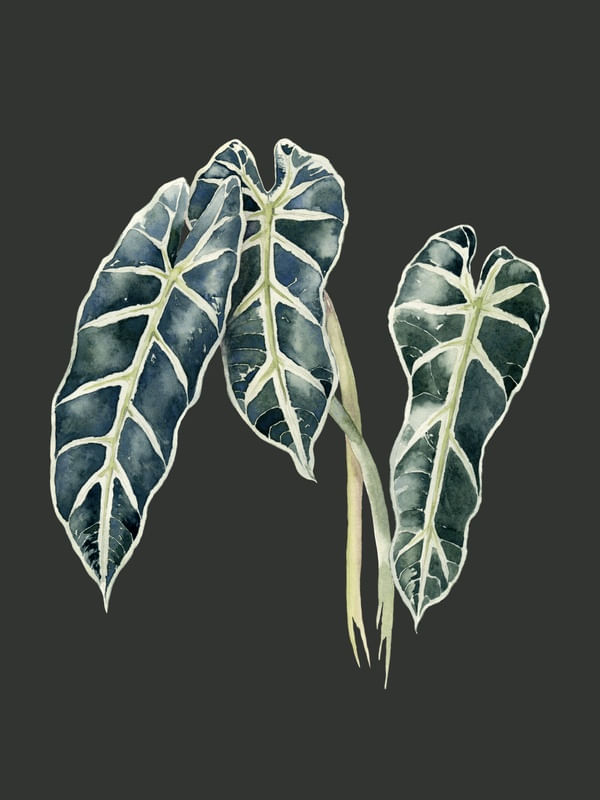 FOLHAS ALOCASIA AQUARELA FUNDO VERDE