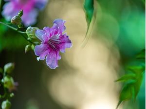 FLOR DE JARDIM