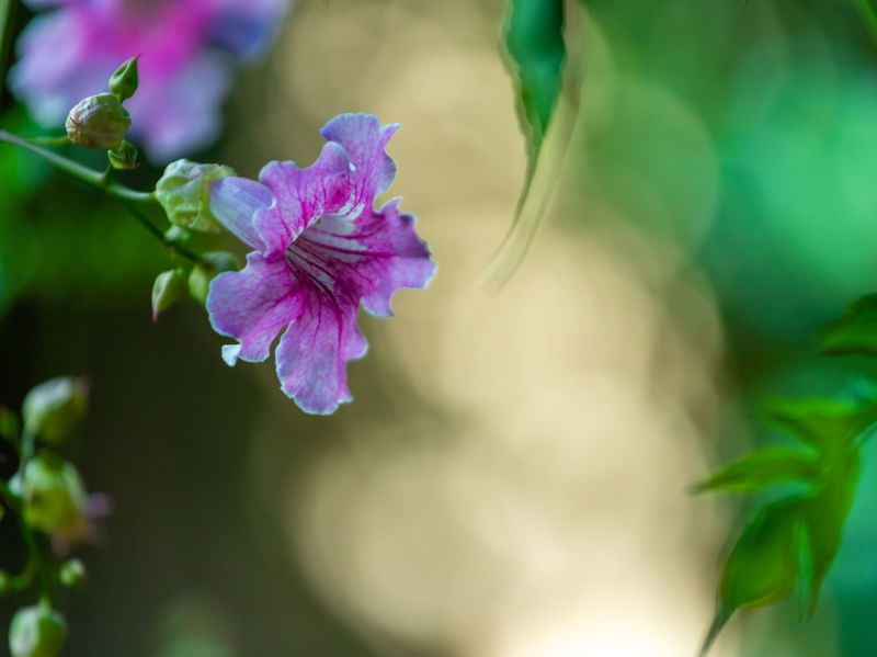 FLOR DE JARDIM