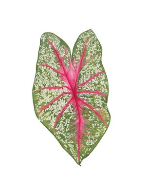 FOLHA CALADIUM AQUARELA
