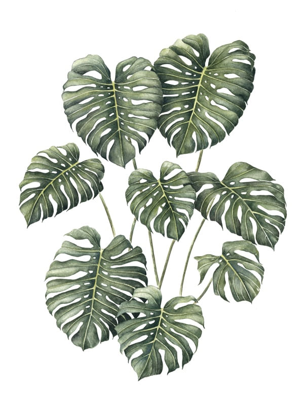 FOLHAS MONSTERA DELICIOSA AQUARELA