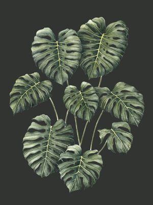 FOLHAS MONSTERA DELICIOSA FUNDO VERDE