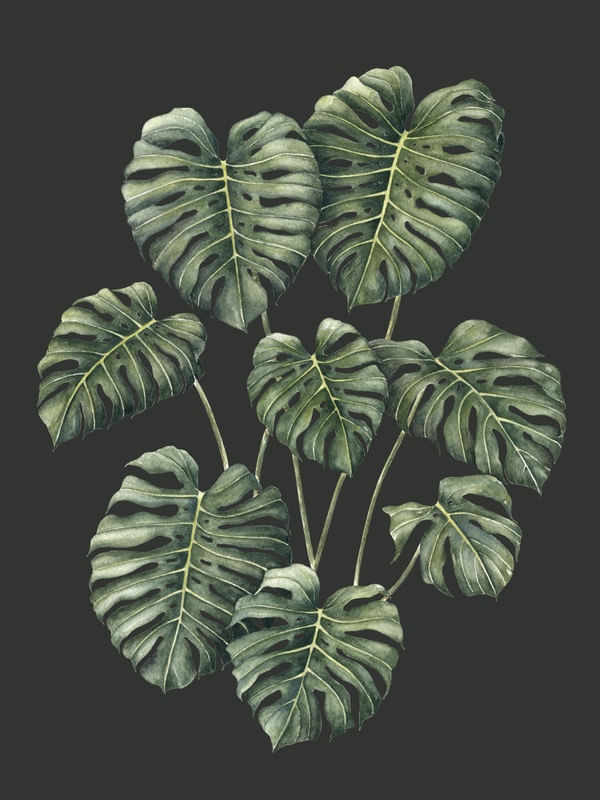 FOLHAS MONSTERA DELICIOSA FUNDO VERDE