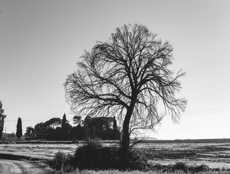 PHOTORENÇA 15