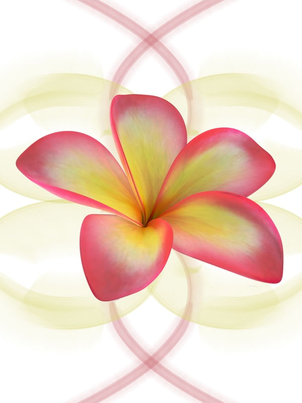 FLOR DA ALEGRIA