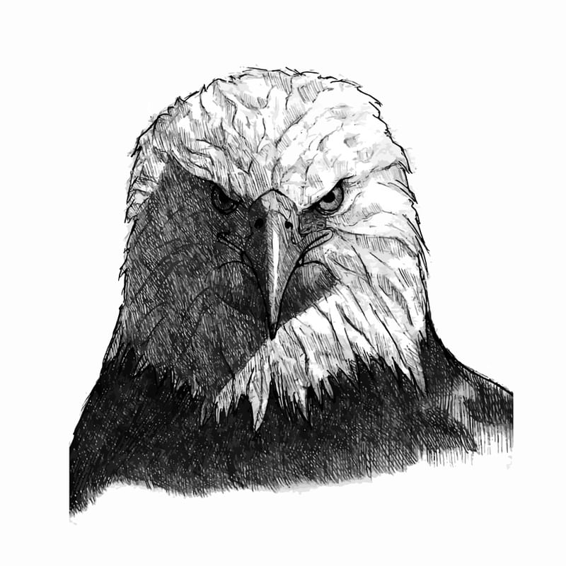 HAWK FACE