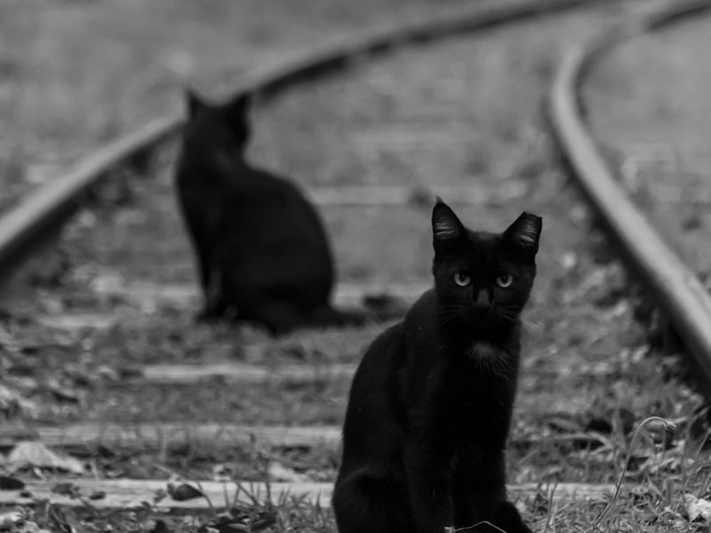 GATOS PRETOS