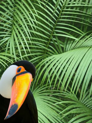 NATURA TUCANO