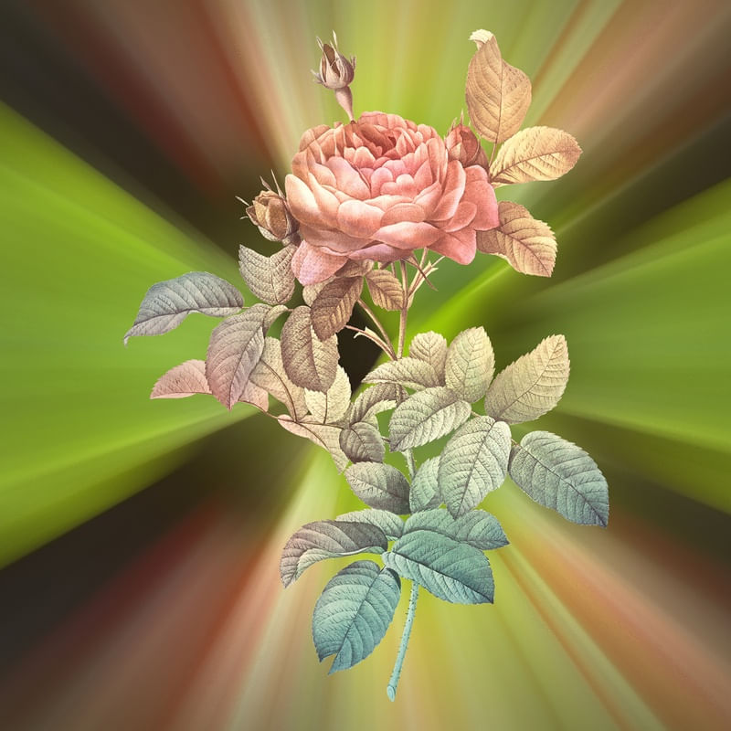 A LINDA FLOR