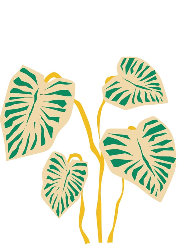 NATURA OURO