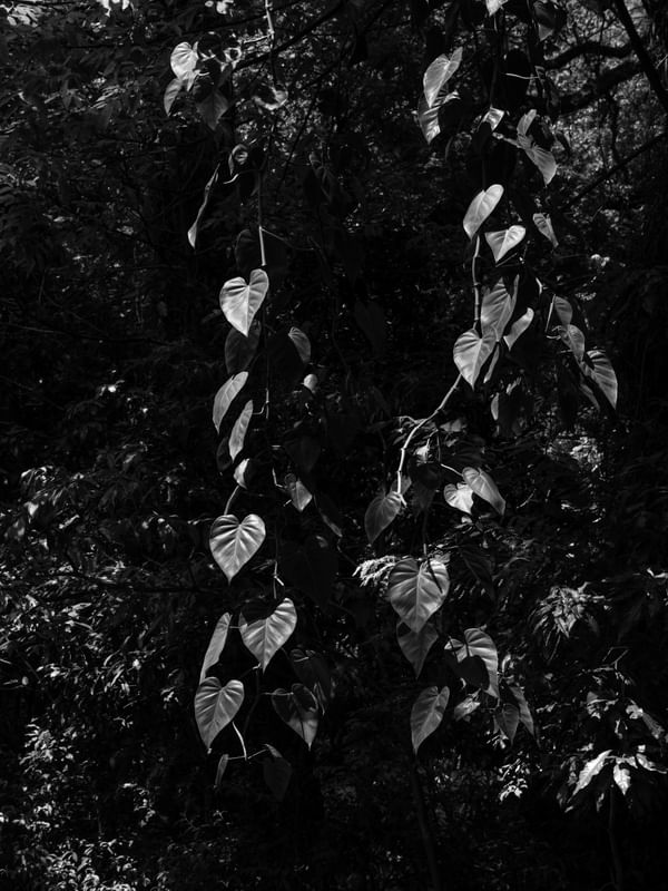 GPJ_211106284