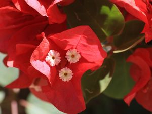 BOUGAINVILLE VERMELHO