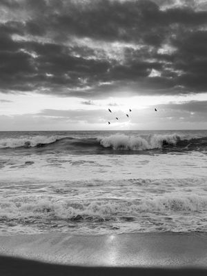 RUNNING BIRDS