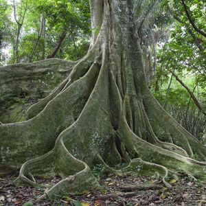 ÁRVORE COM RAÍZES 5