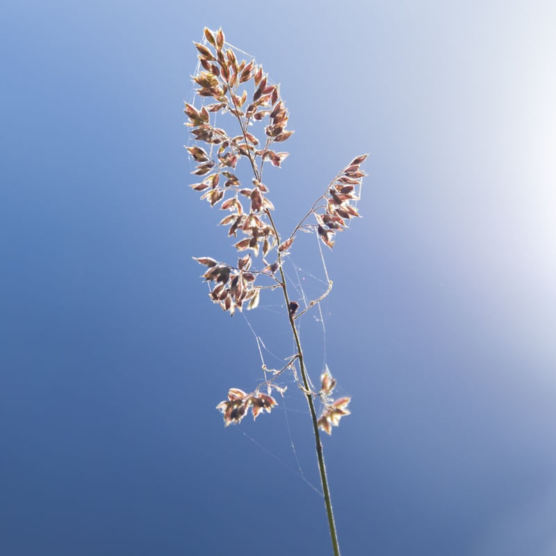 BIOFILIA 1