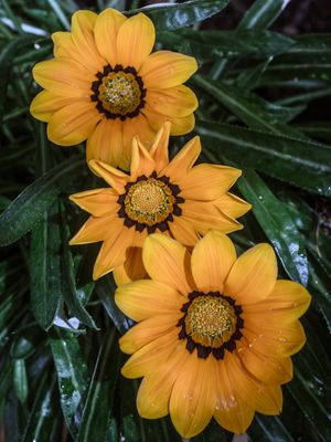 TRIO DE FLORES COM ORVALHO