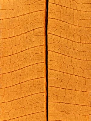 DRY LEAVE