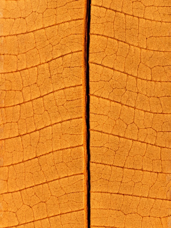 DRY LEAVE