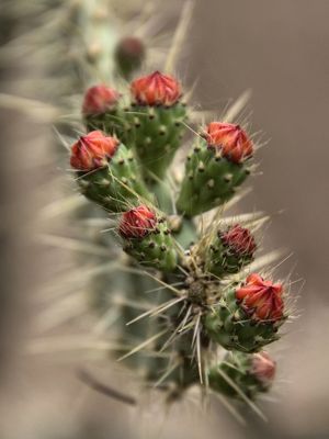 CACTOS 5