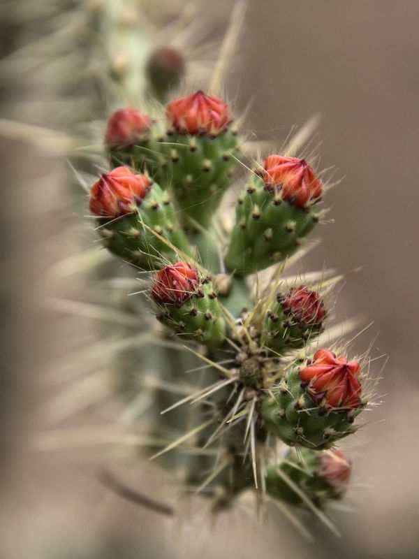 CACTOS 5
