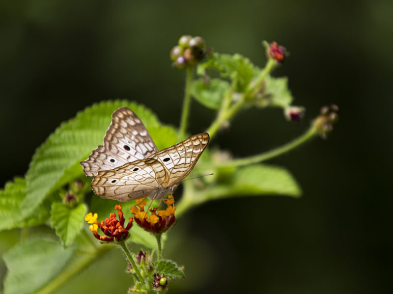 BORBOLETA 100