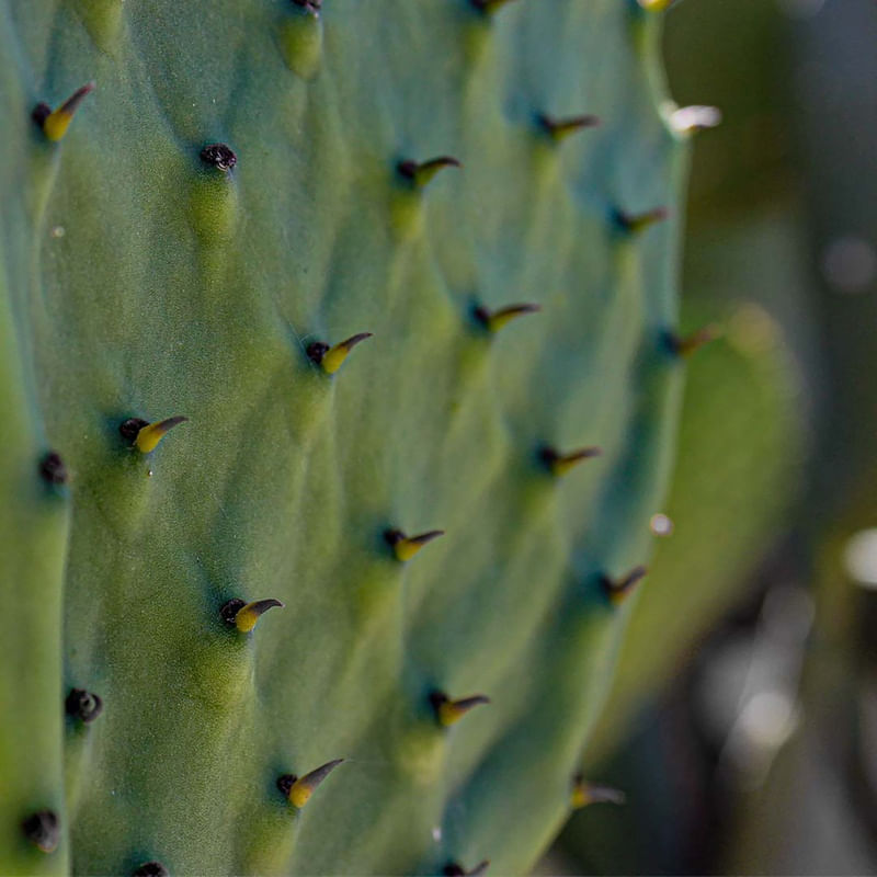CACTO-ARIZONA