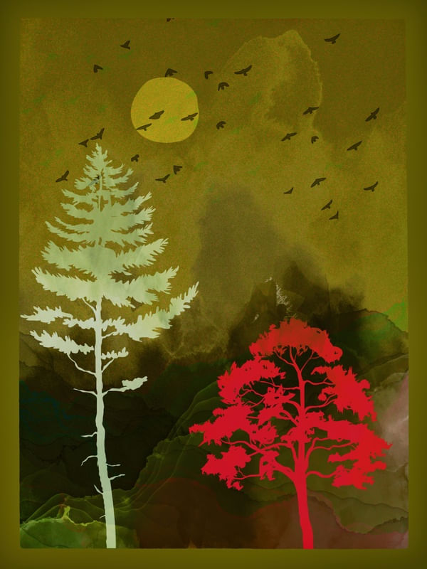 SUMMER NIGHT FOREST
