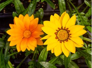 FLORES AMARELA E LARANJA