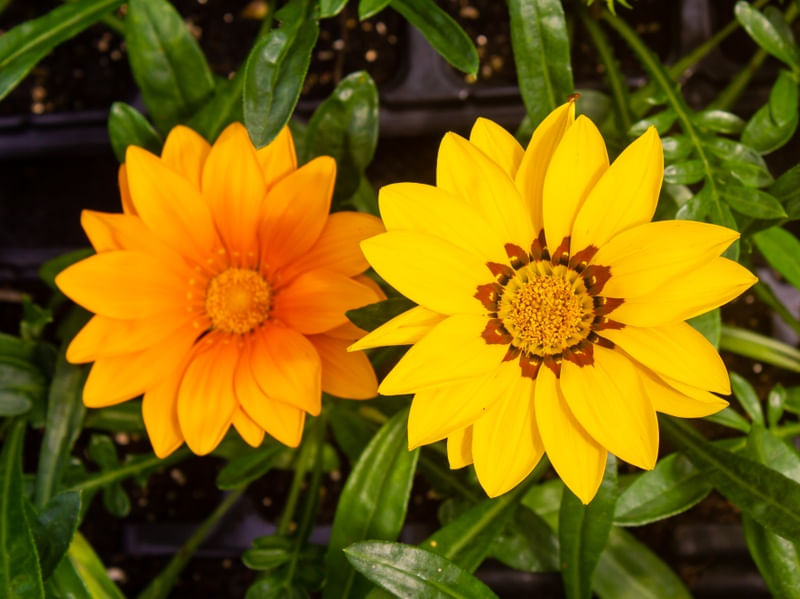 FLORES AMARELA E LARANJA