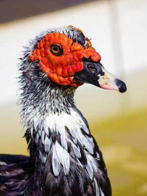 PATO DE PERFIL