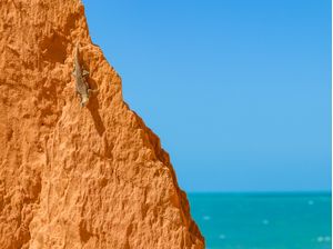 LAGARTIXA NAS FALÉSIAS EM CANOA QUEBRADA