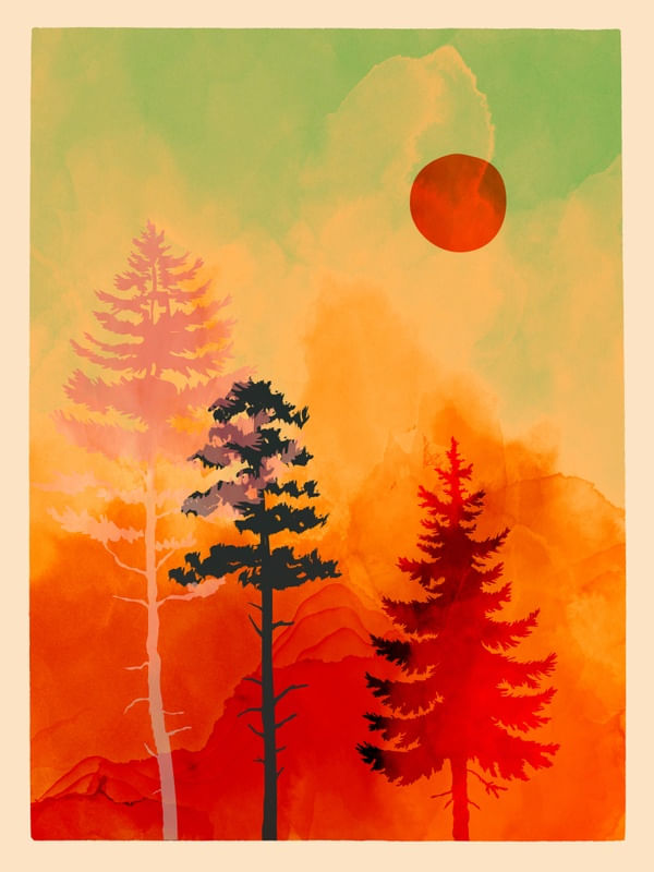 FOREST IN SUNSET