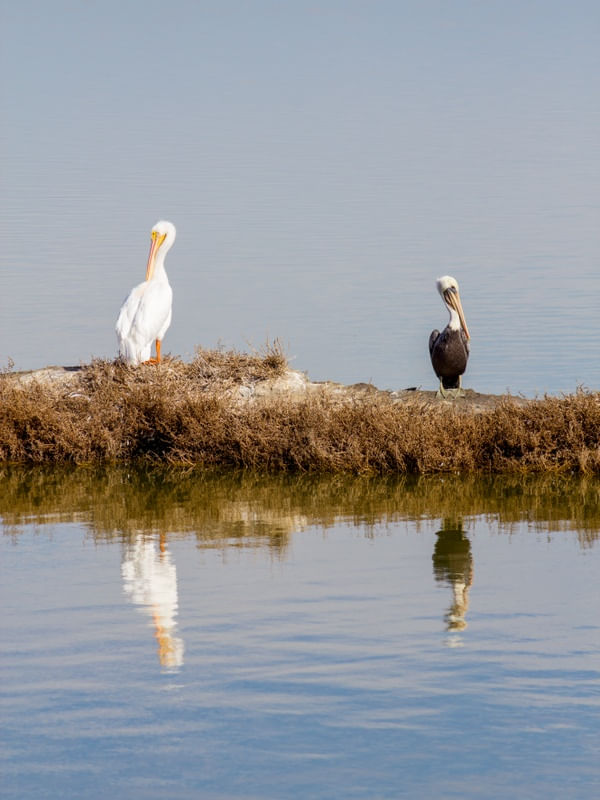 PELICANOS PARADOS REFLETINDO EM UM LAGO