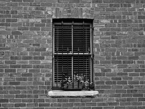 PELA TELA, PELA JANELA B&W
