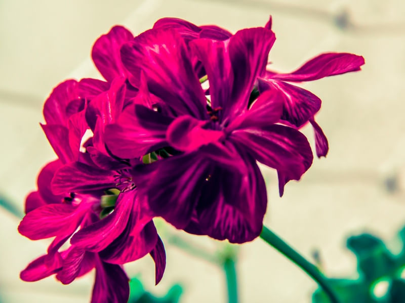 #1 FLOR