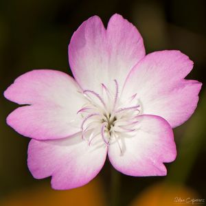 FLOR ROSA COM DETALHES