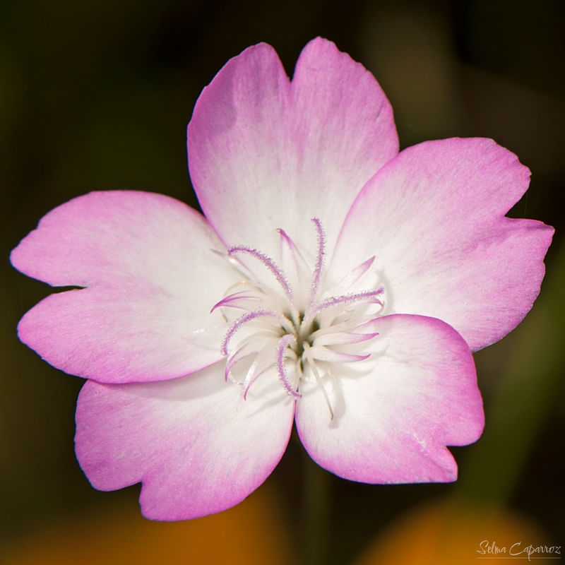 FLOR ROSA COM DETALHES