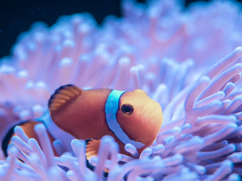 NEMO III