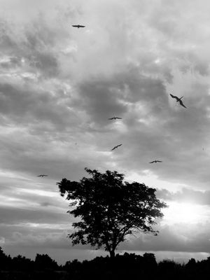 DARK DUSK