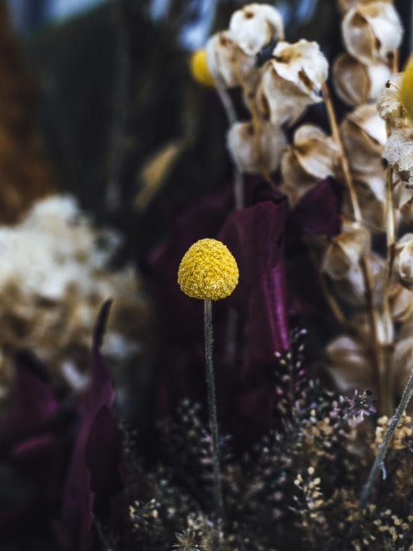 DARK MATTER IN PLANTS
