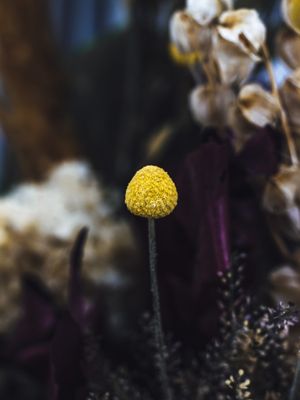 YELLOW DOT