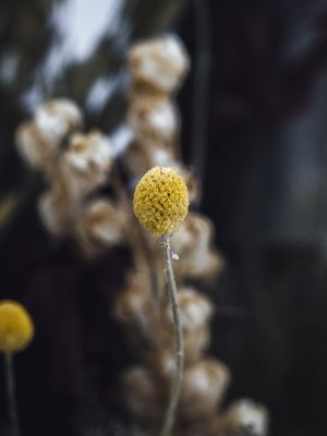 DARK YELLOW DOT