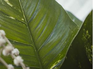 LAYERED NATURE 2
