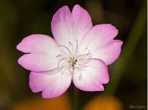 FLOR ROSA COM DETALHES 2