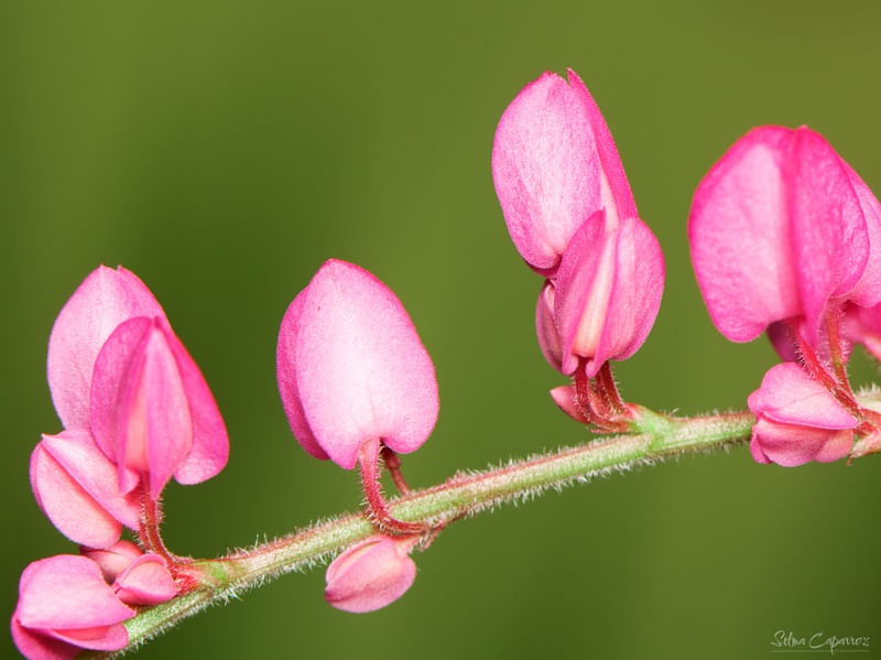 SINGELOS CORAÇÕES 2