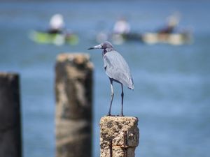 GARÇA AZUL NA BAÍA DE VITÓRIA - ES